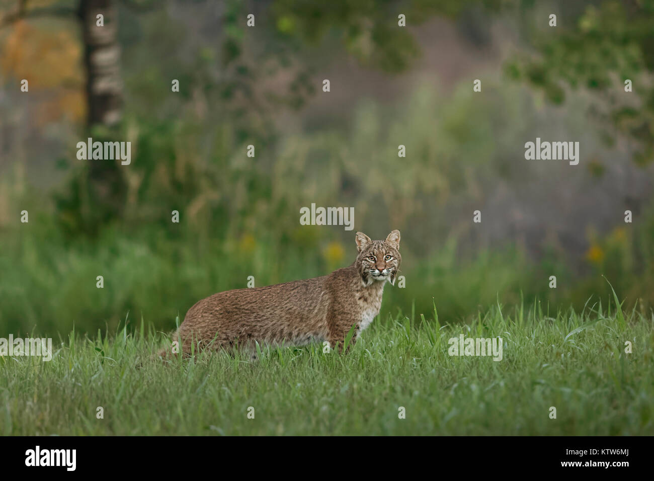 An elusive bobcat in a northern Wisconsin meadow Stock Photo Alamy