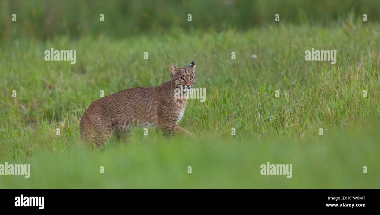 An elusive bobcat in a northern Wisconsin meadow Stock Photo Alamy