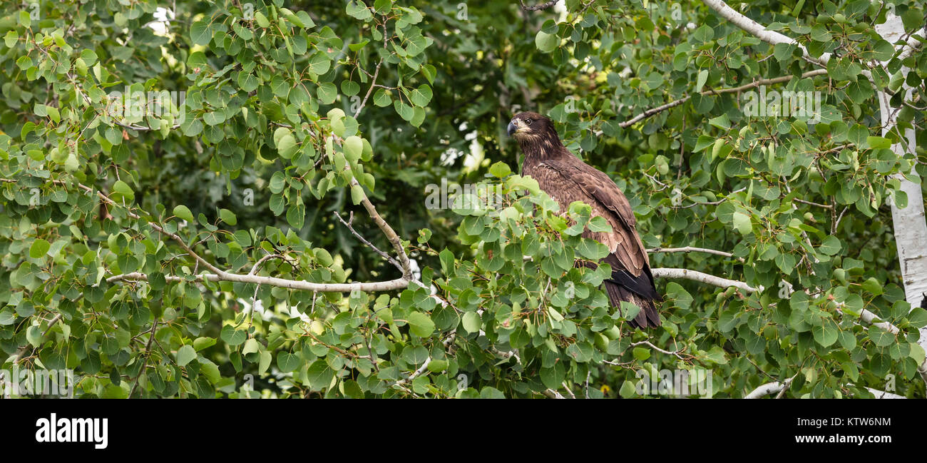 Juvenile bald eagle in northern Wisconsin Stock Photo