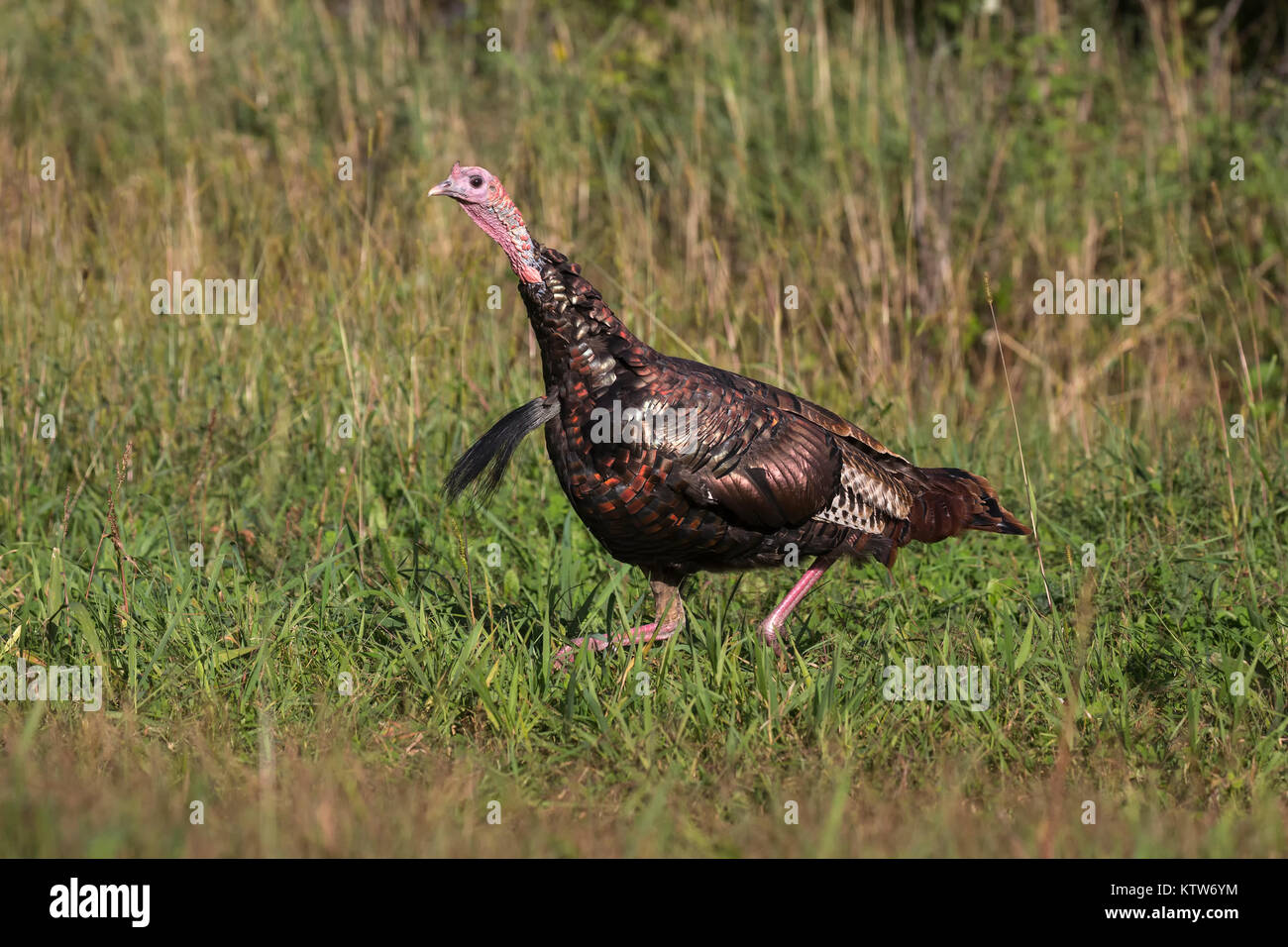 Male eastern wild turkey running in an autumn field. Stock Photo