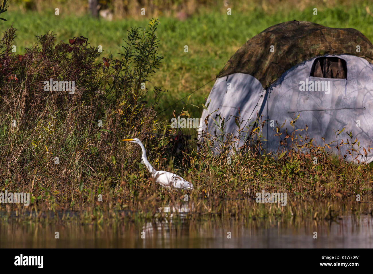Great egret in northern Wisconsin Stock Photo