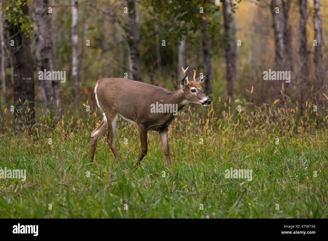Young whitetailed buck in northern Wisconsin Stock Photo Alamy