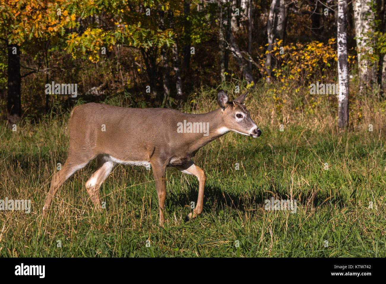 Spike buck stomping his foot in an autumn field. Stock Photo