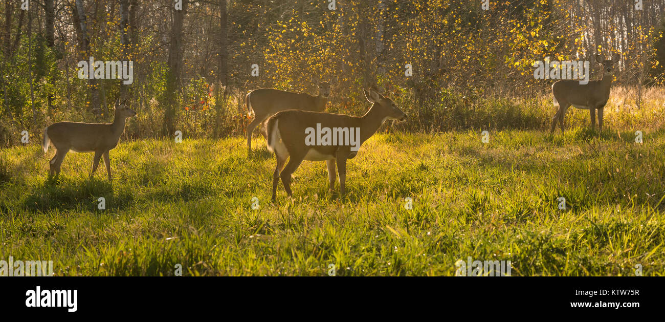 Whitetailed deer feeding in an autumn field Stock Photo Alamy