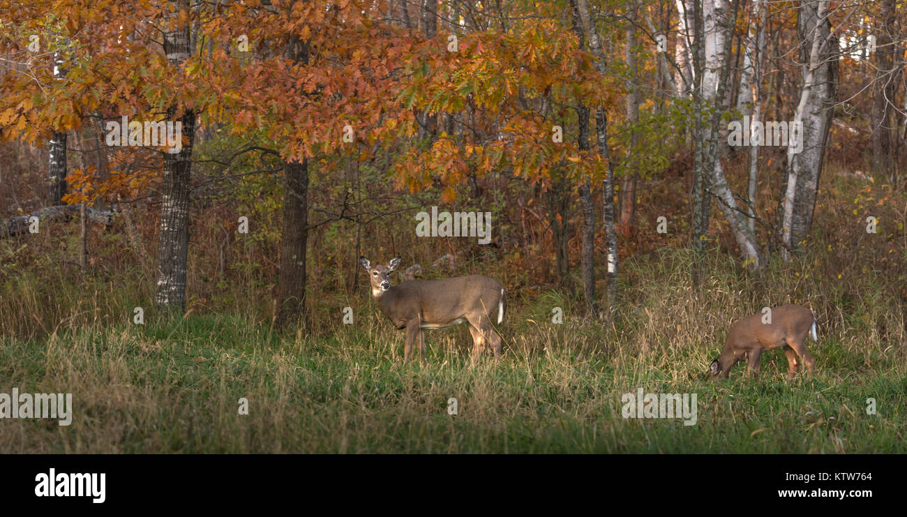 White-tailed doe and fawn feeding in a Wisconsin field. Stock Photo