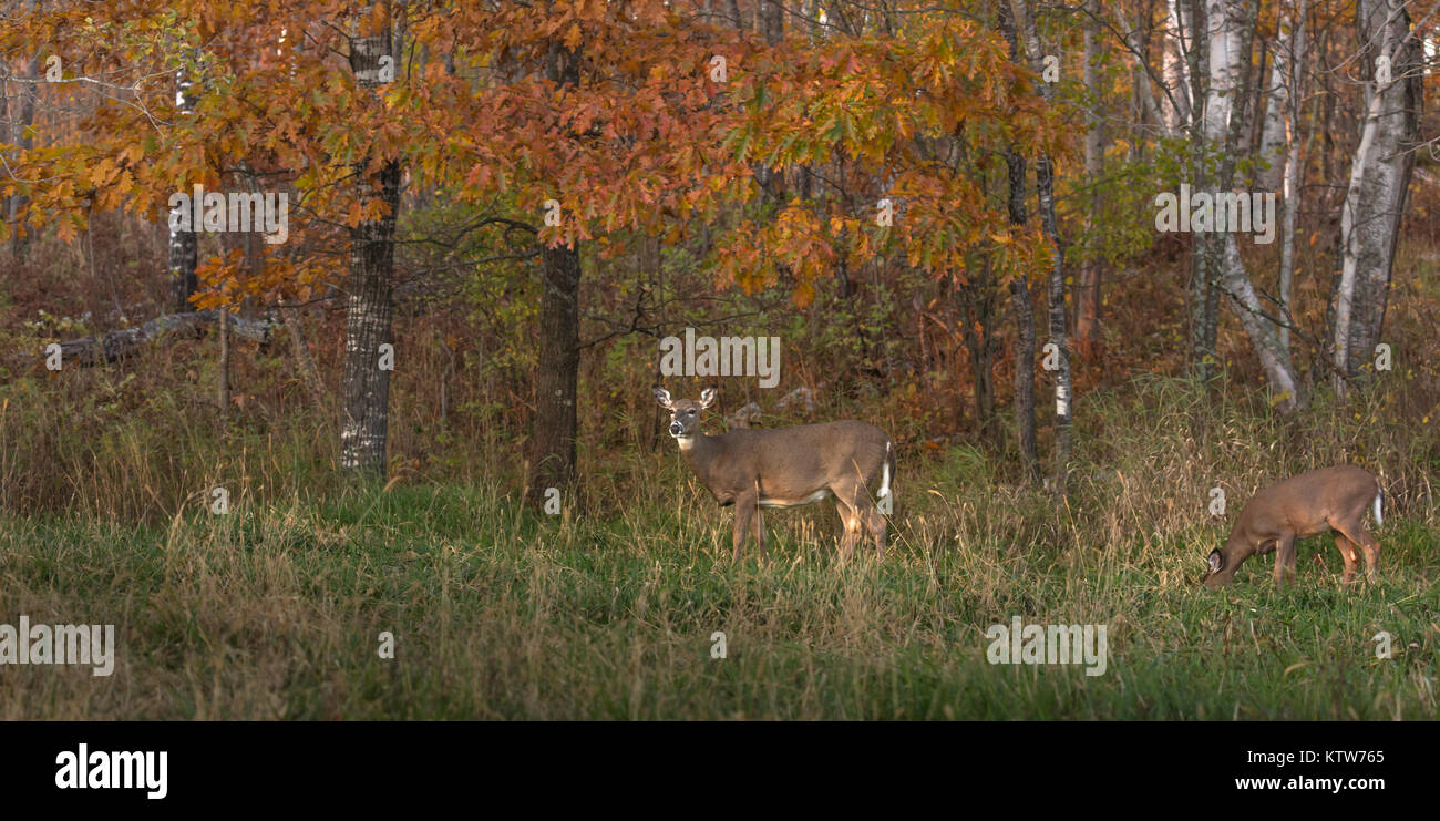 White-tailed doe in an autumn field. Stock Photo