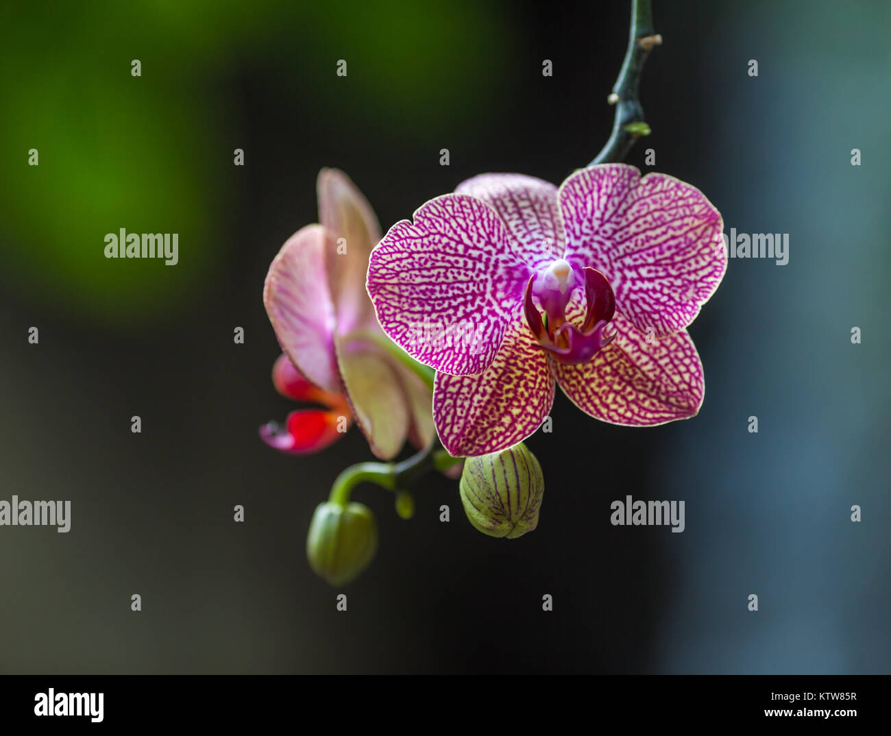 Rainforest orchids amazon hires stock photography