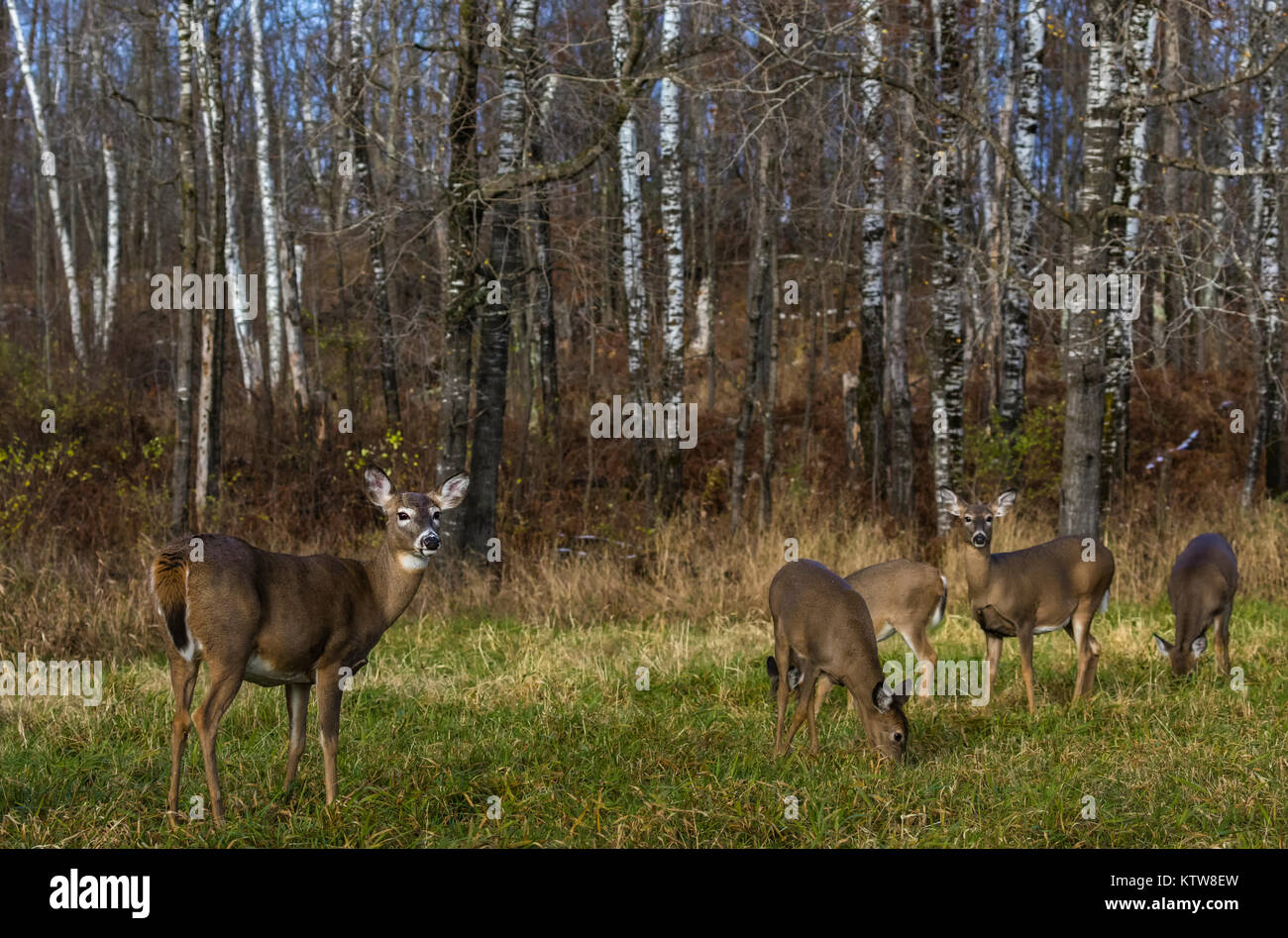Whitetailed deer feeding in a field in northern Wisconsin Stock Photo
