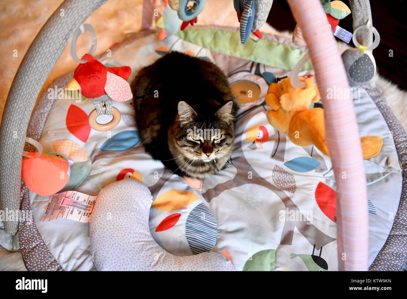 Tabby cat laying inside a babies activity gym Stock Photo Alamy