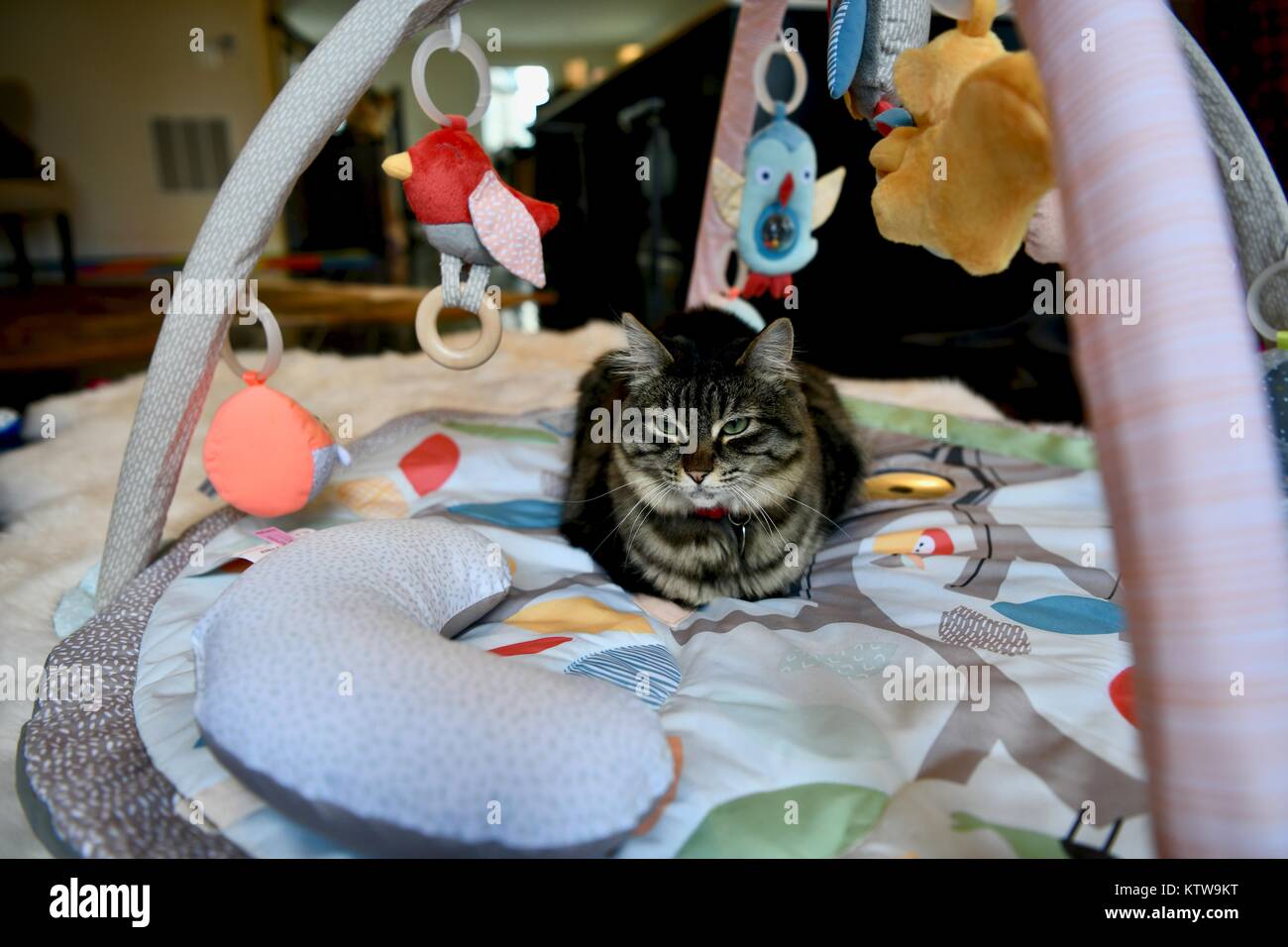 Tabby cat laying inside a babies activity gym Stock Photo Alamy