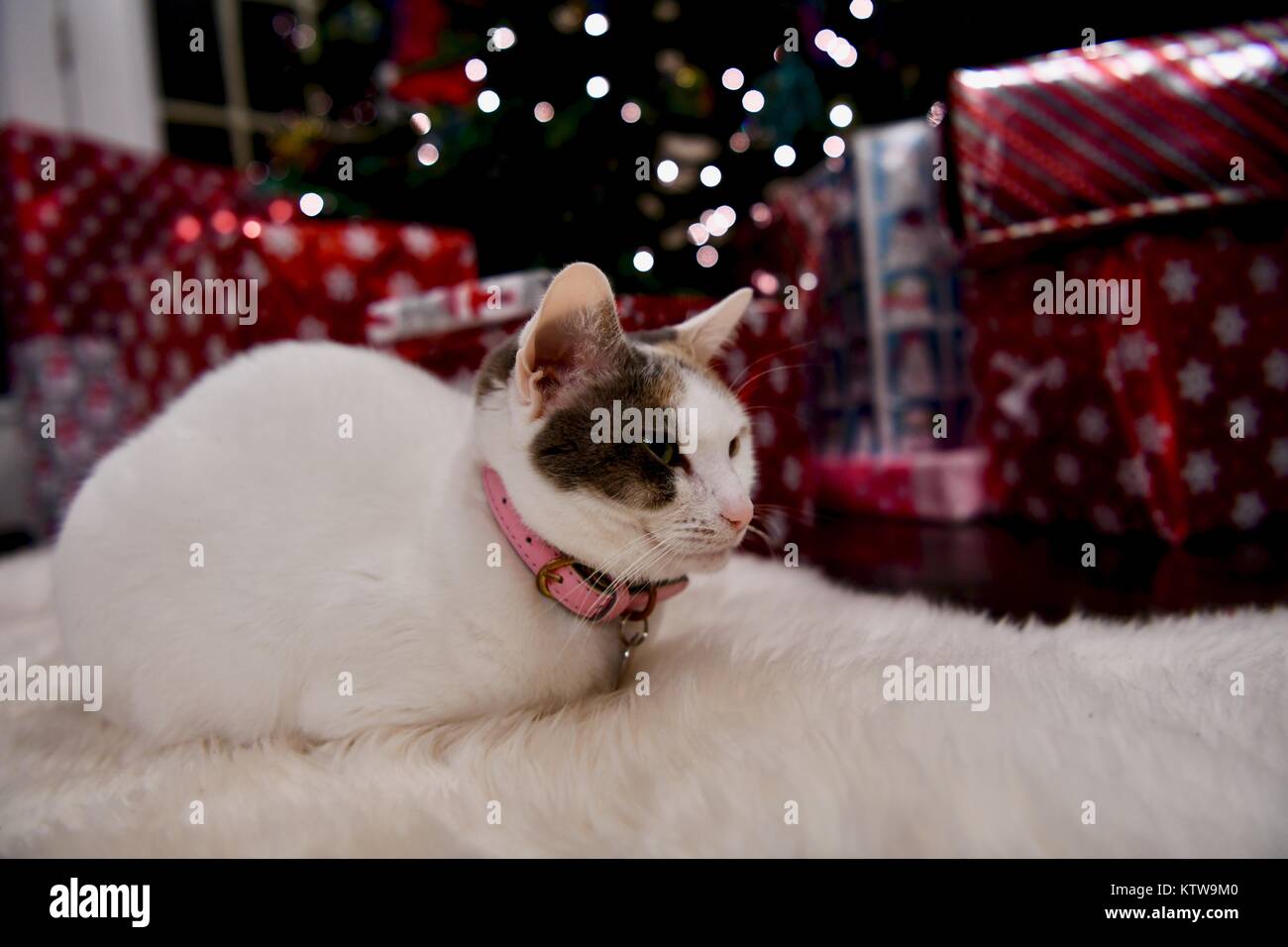 Calico cat laying under Christmas tree Stock Photo Alamy