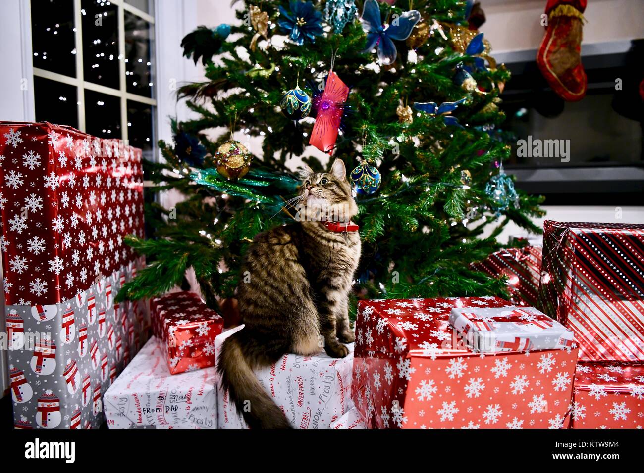 Indoor cat sitting on Christmas presents under the tree Stock Photo