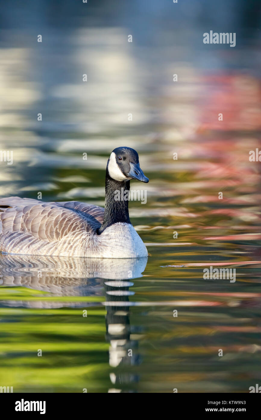 Canada Goose (Branta Canadensis) wading in colorful pond. Stock Photo