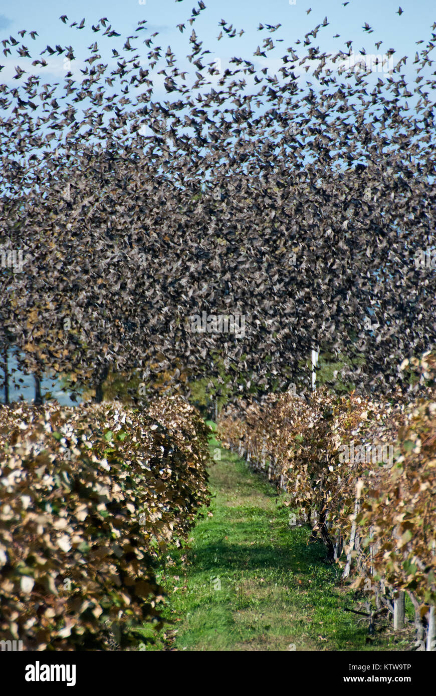 Starlings Stock Photo