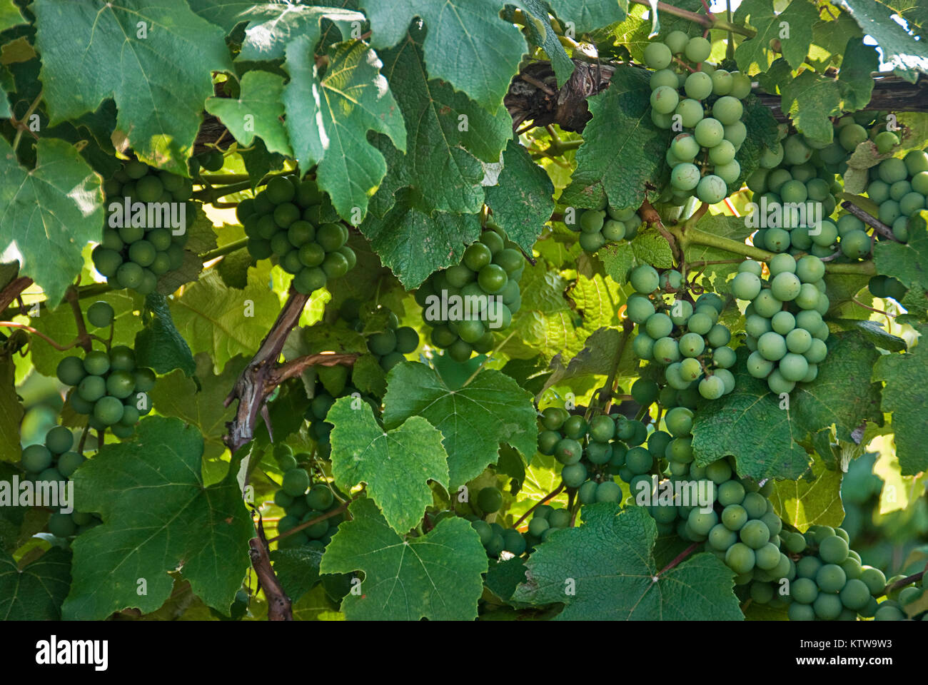 wall of grapes Stock Photo