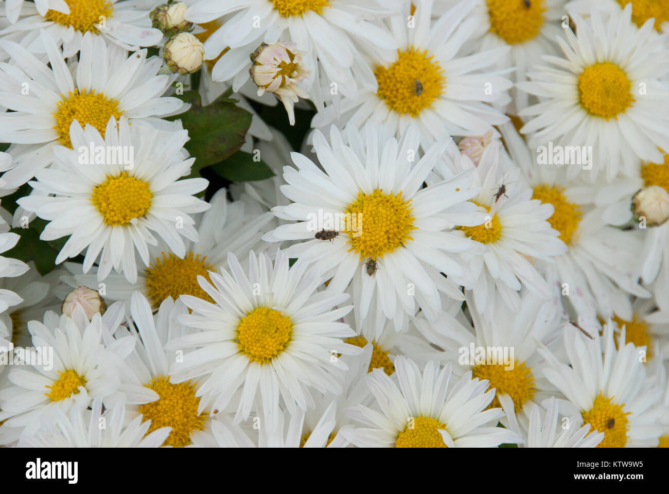 daisy mums Stock Photo