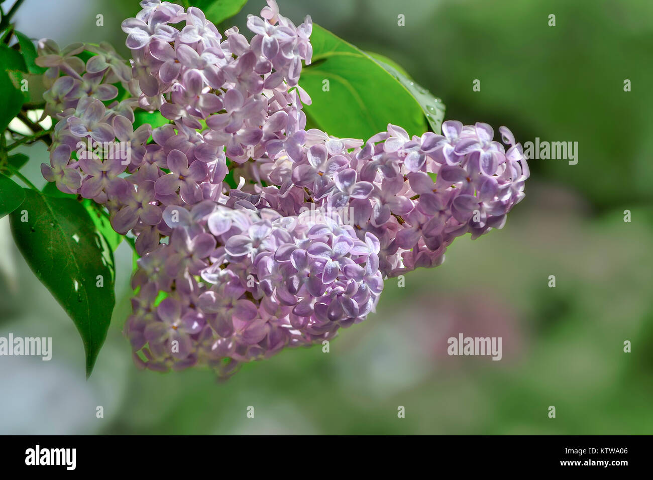 Bunch of gentle fragrant lilac flowers close-up with space for text - romantic spring background Stock Photo