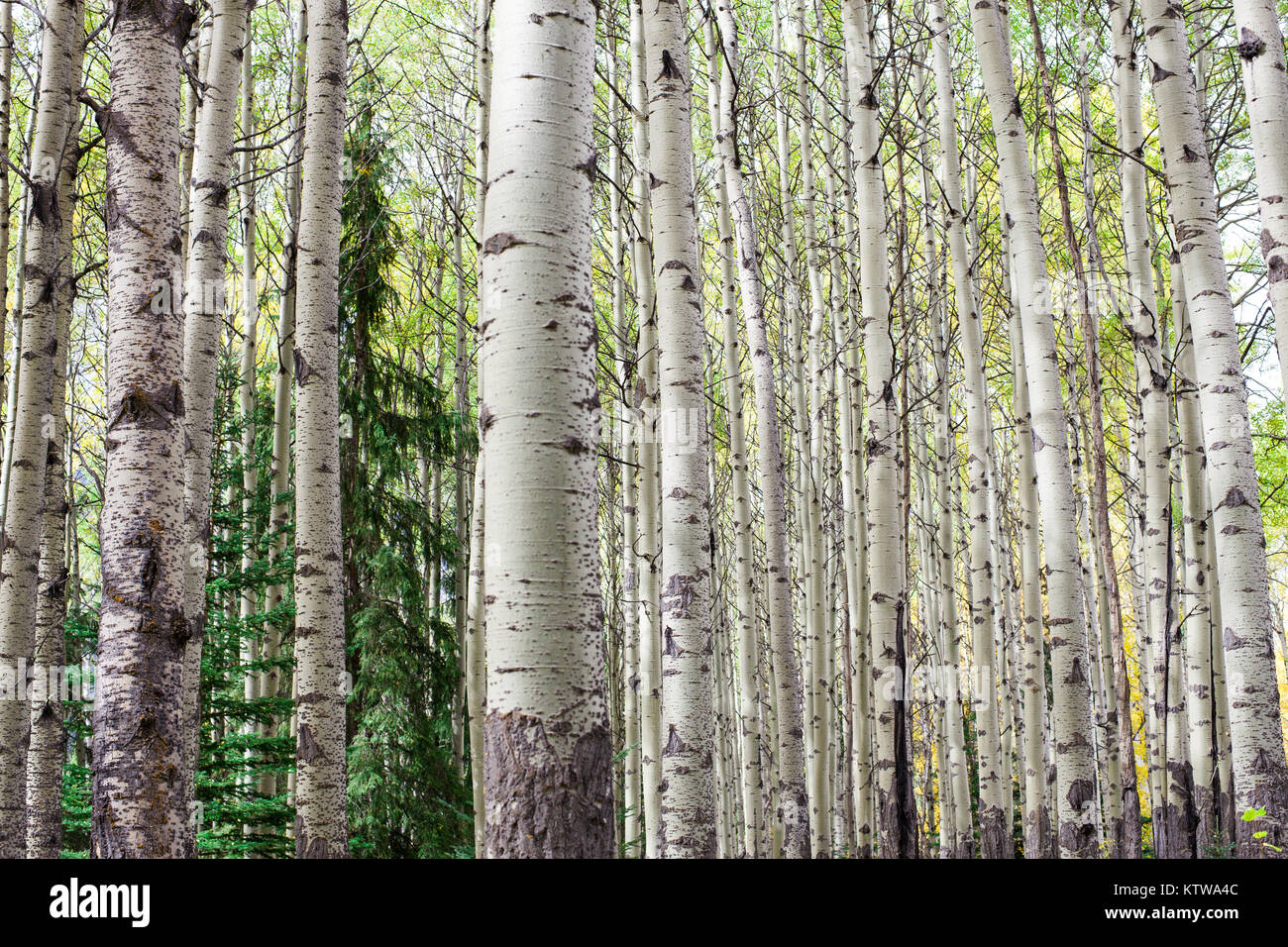 Trees native to alberta hi-res stock photography and images - Alamy