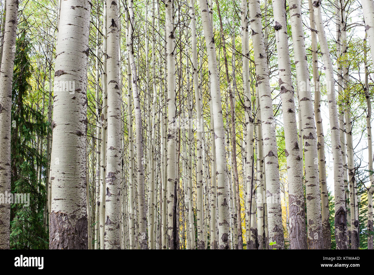 BANFF, ALBERTA, CANADA. - SEPTEMBER 2015: Autumn starts to turn the leaves in a patch of birch trees in Banff National Park in Alberta Canada. Stock Photo