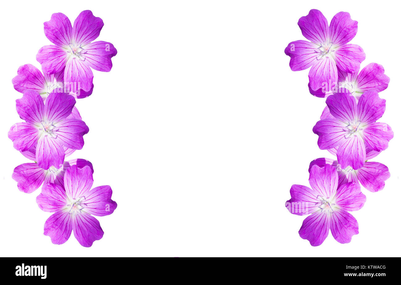 isolated on white background frame from flowers woodland geranium. mock ...
