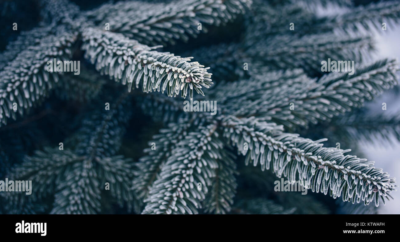 fir branches covered with hoarfrost close up Stock Photo - Alamy