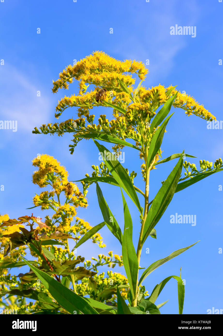 Canadian goldenrod with bees collecting pollen on a background of blue sky, selective focus Stock Photo