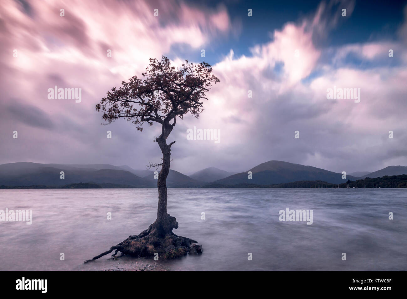 The lone tree at Milarrochy bay. Loch Lomond in Scotland Stock Photo