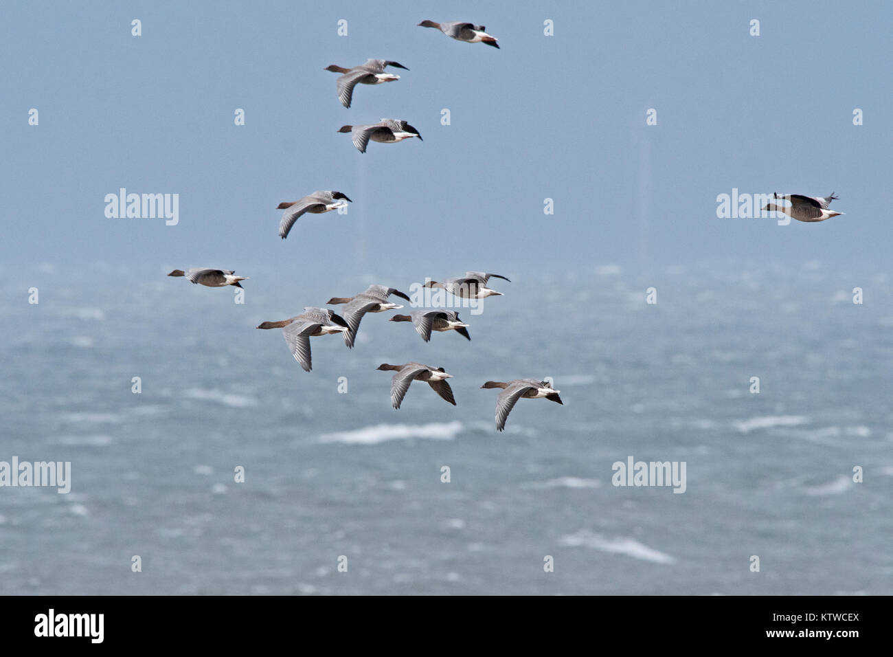 Pink-footed Geese Anser brachyrhynchus flying against strong northerly wind off Salthouse North Norfolk November Stock Photo
