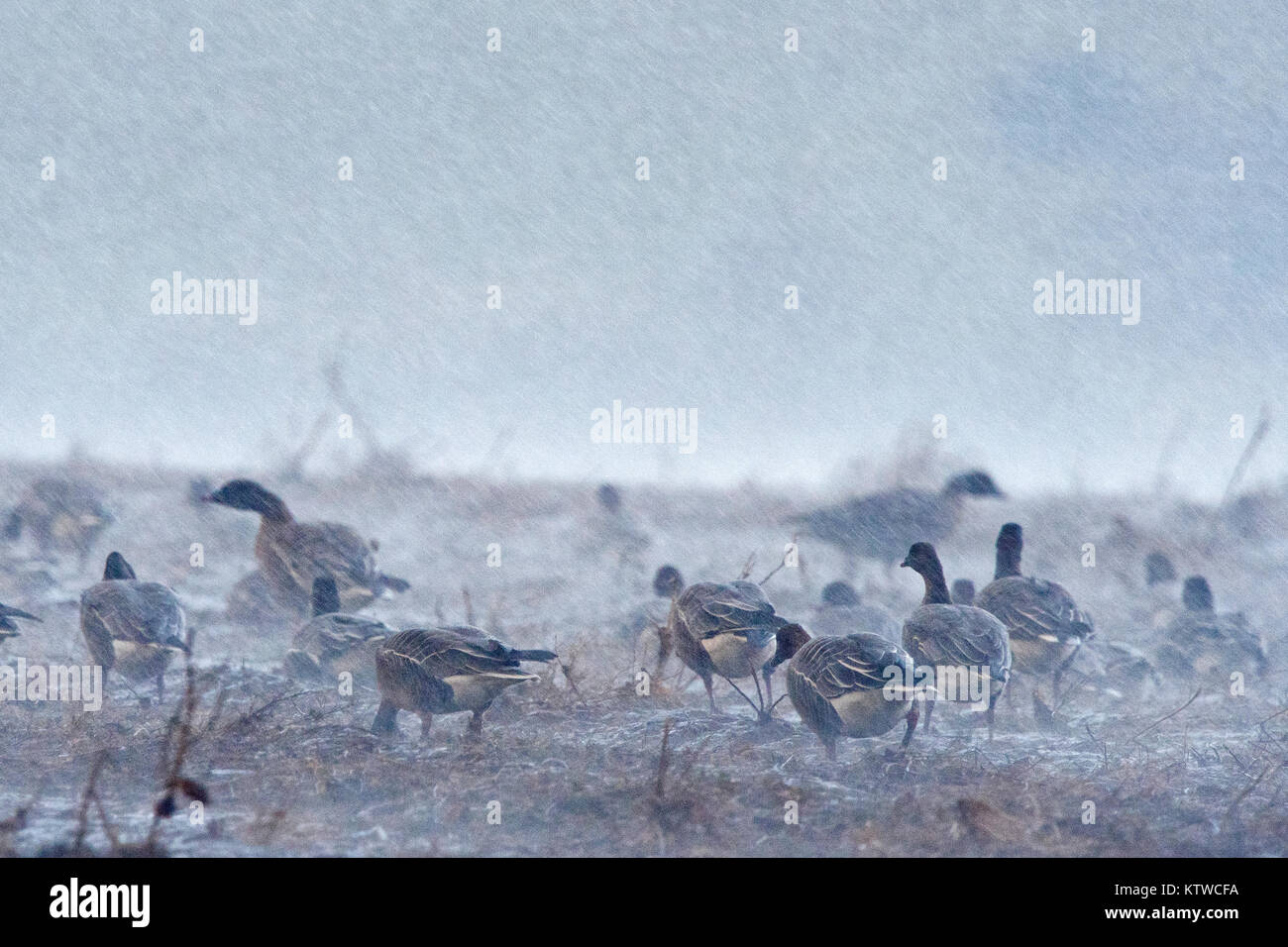 Pink-footed Geese Anser brachyrhynchus feeding in harvested sugar beet field in torrential rain and 50 mph winds, Salthouse North Norfolk November Stock Photo
