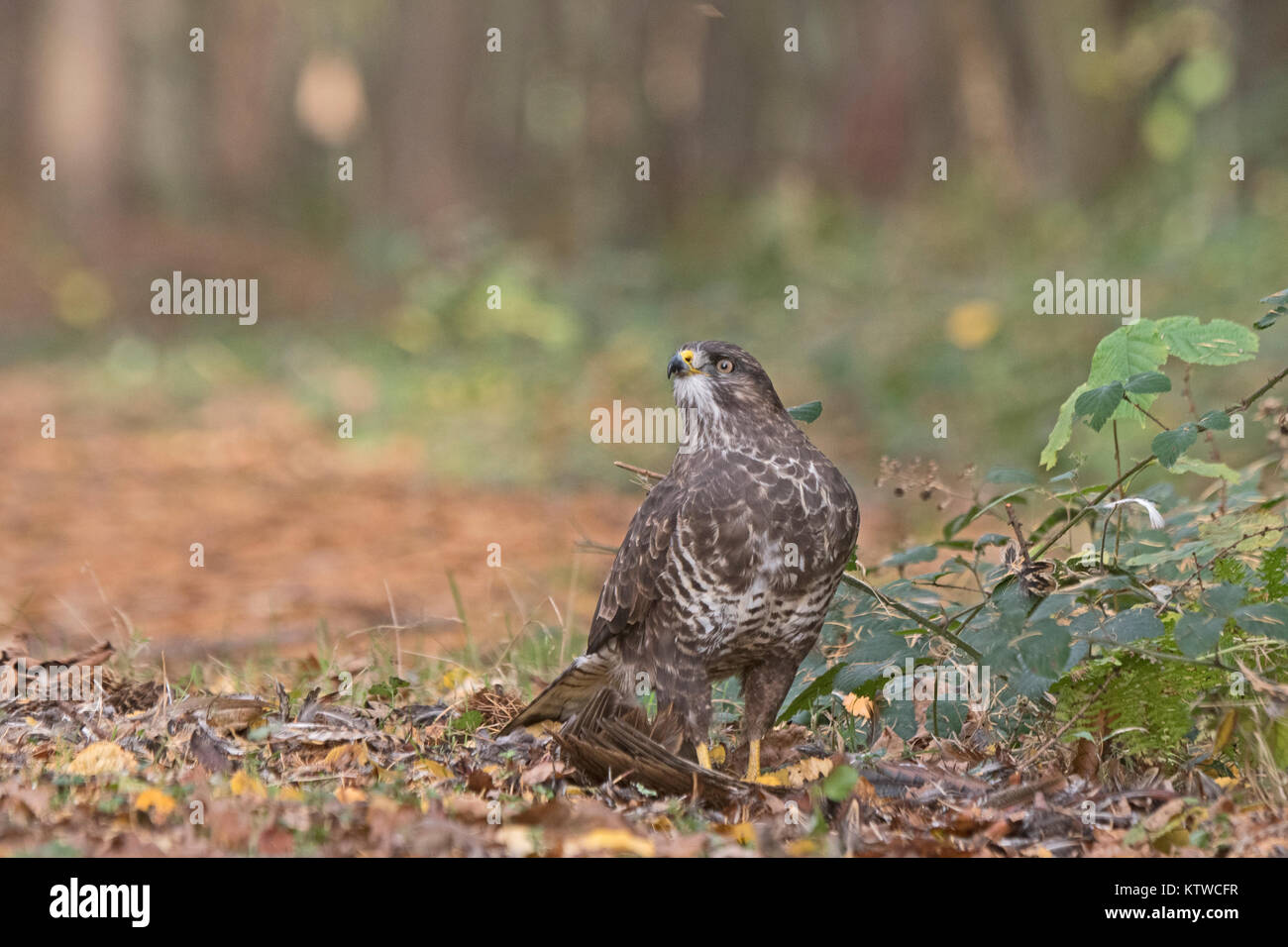 Common Buzzard Buteo buteo feeding on pheasant in woodland Norfolk autumn Stock Photo