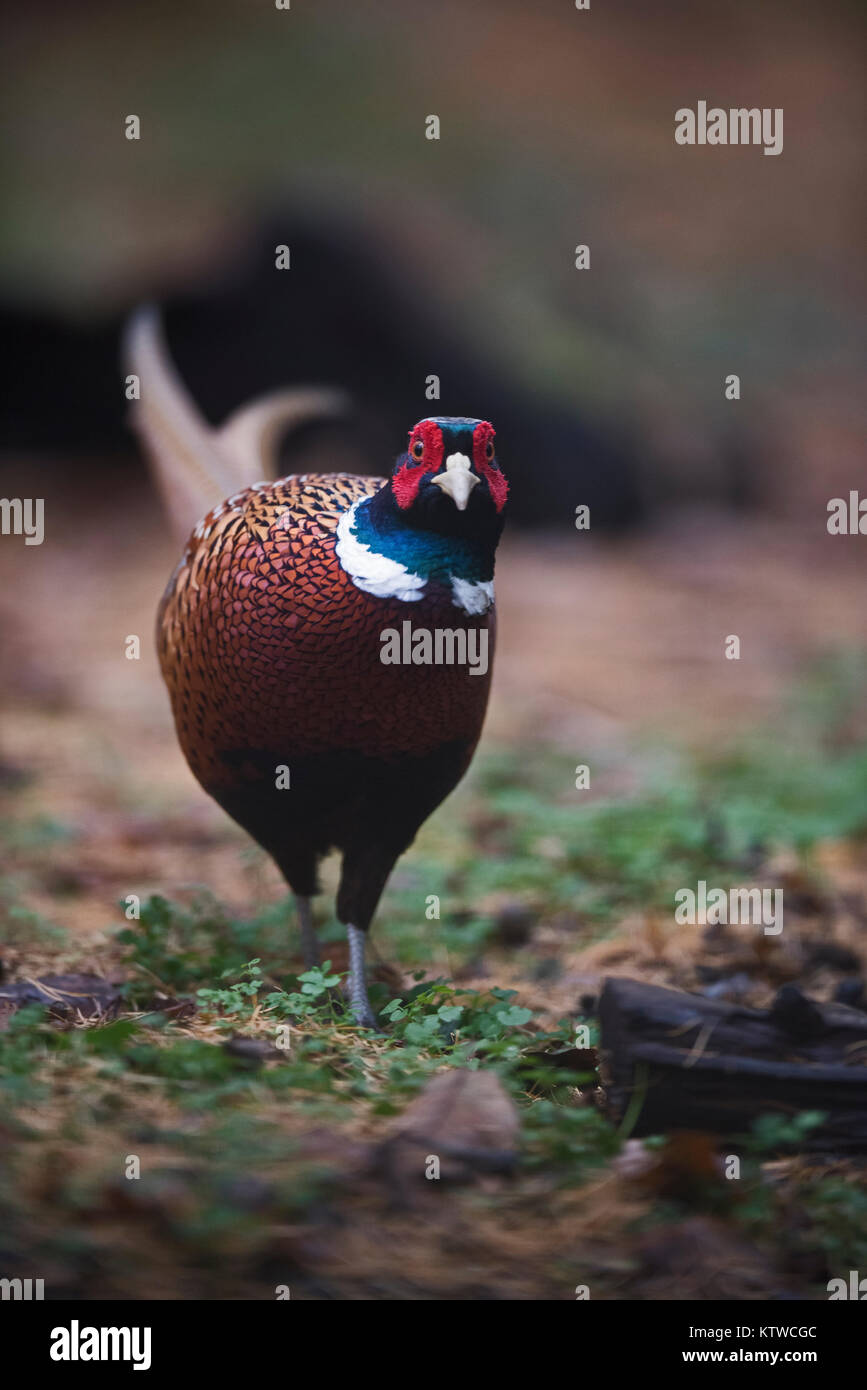 Common Pheasant Phasianus colchicus male in woodland November Norfolk Stock Photo