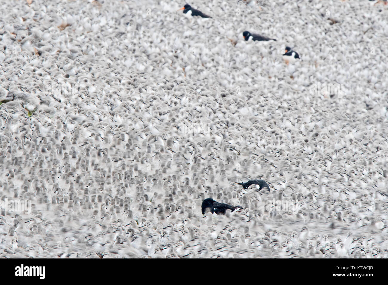 Red Knot Calidris canutus roosting at Snettisham on The Wash Norfolk at high tide October Stock Photo