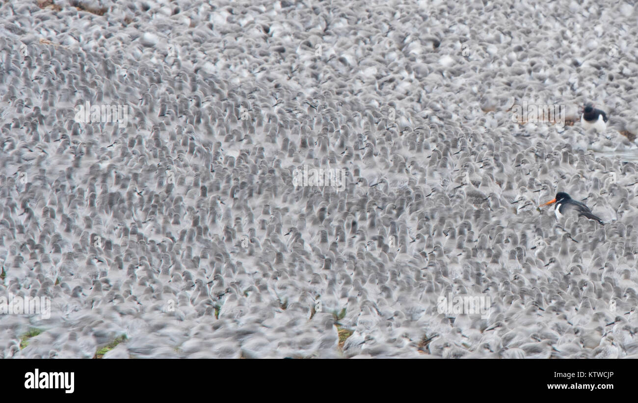 Red Knot Calidris canutus roosting at Snettisham on The Wash Norfolk at high tide October Stock Photo