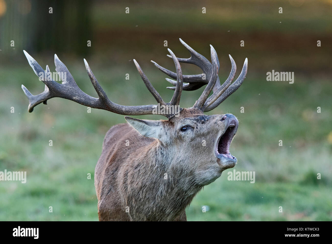 Red Deer Cervus elaphus stag bellowing at dawn during rut Bushy Park London October Stock Photo