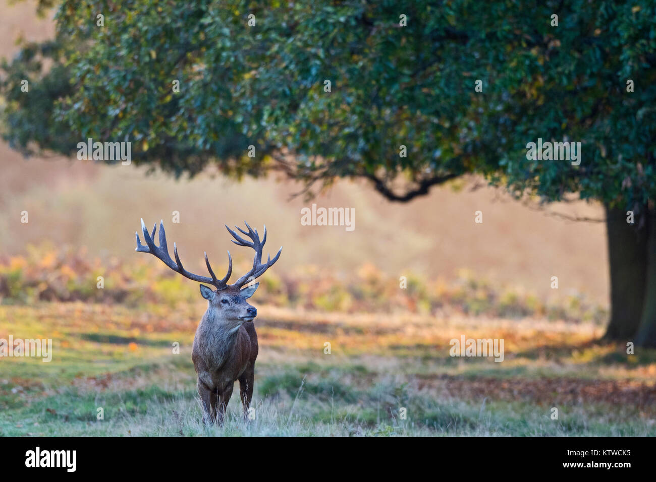 Red Deer Cervus elaphus stag  at dawn during rut Bushy Park London October Stock Photo