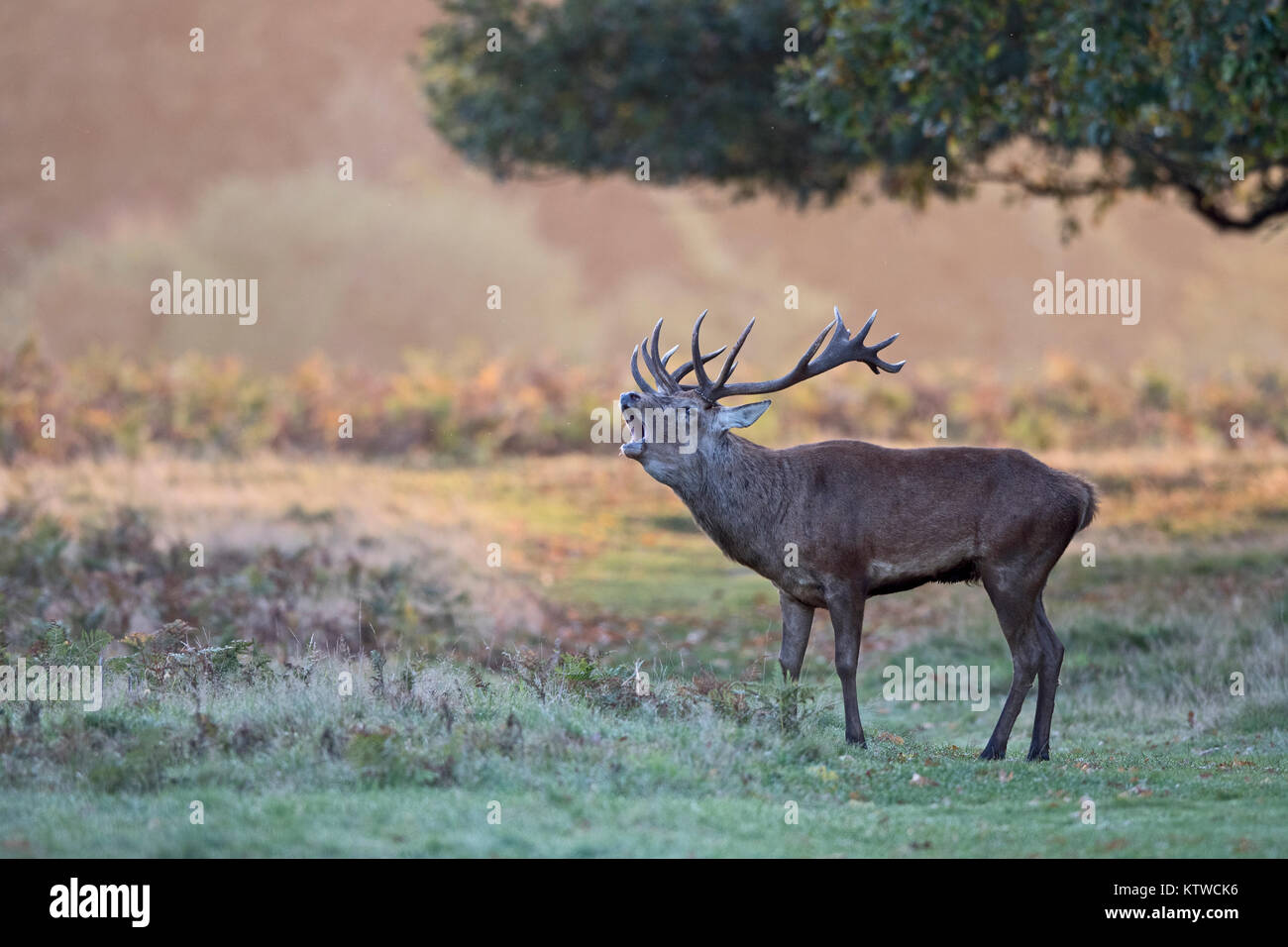 Red Deer Cervus elaphus stag bellowing at dawn during rut Bushy Park London October Stock Photo