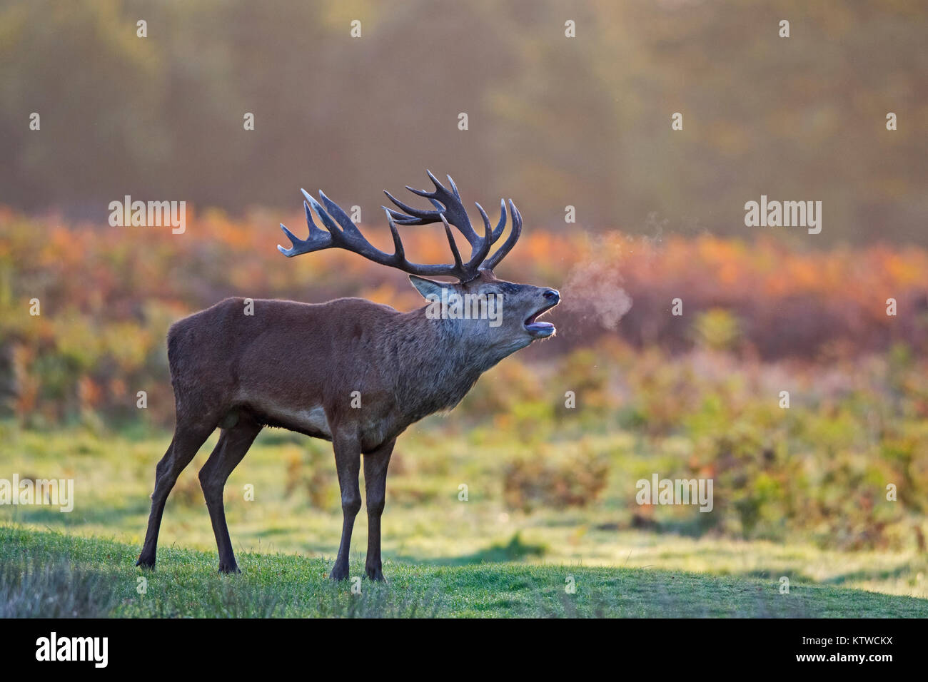 Red Deer Cervus elaphus stag bellowing at dawn during rut Bushy Park London October Stock Photo