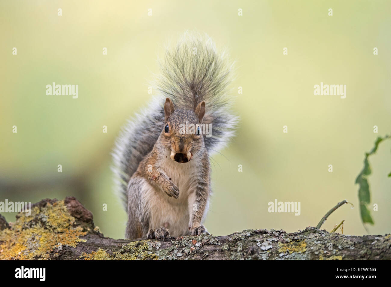 Grey (Eastern Gray Squirrel) Squirrel Sciurus carolinensis eating sweet chestnut Bushy Park London October Stock Photo