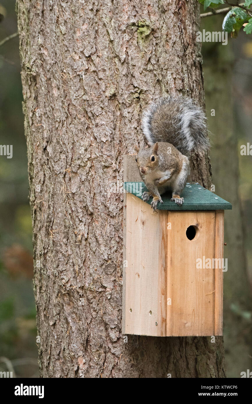 Grey (Eastern Gray Squirrel) Squirrel Sciurus carolinensis sitting on nest box in woodland Norfolk October Stock Photo