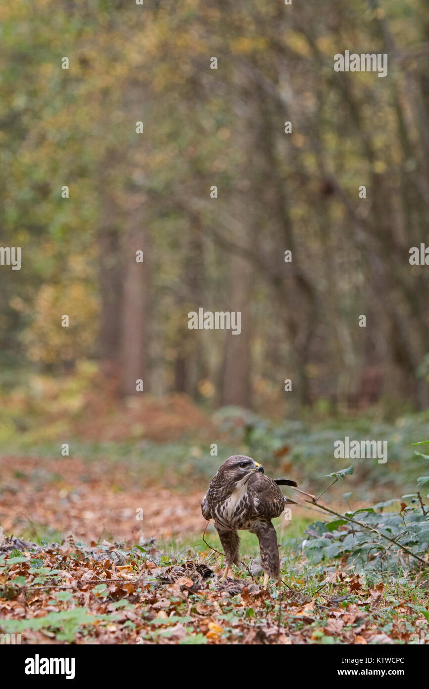 Common Buzzard Buteo buteo in woodland Norfolk autumn Stock Photo