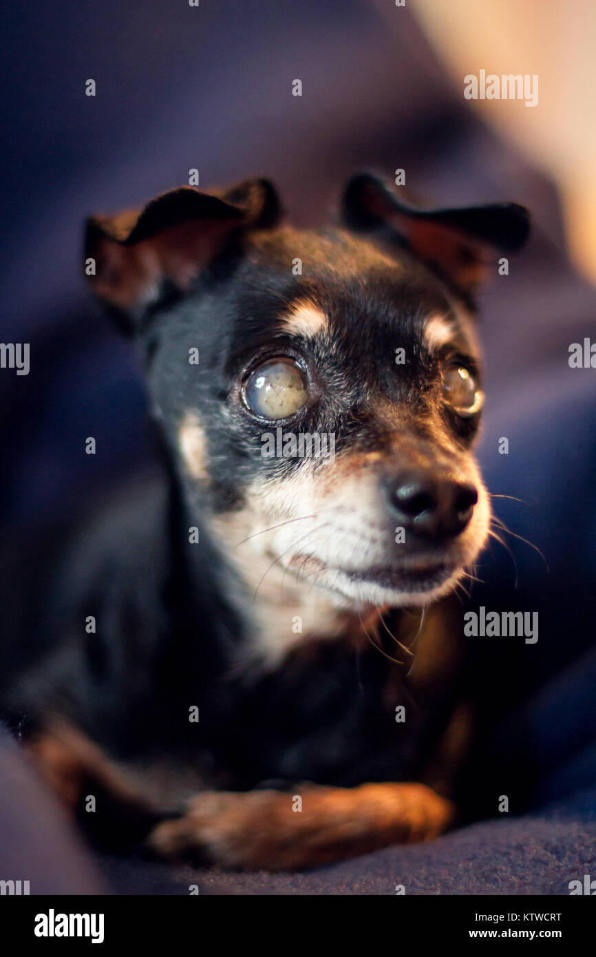 Old blind Miniature Pincher lying on the sofa Stock Photo