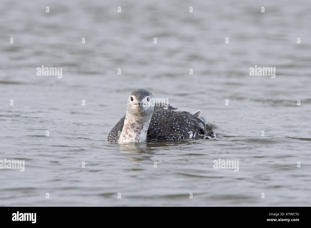 Red-throated Diver Red throated Loon) Gavia stellata adult completing moult into non breeding plumage Brancaster Norfolk November Stock Photo