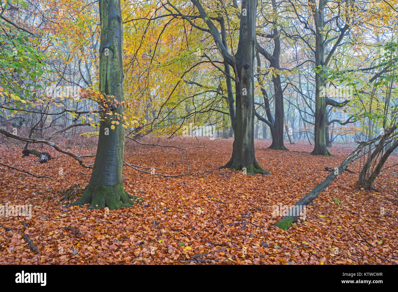 Autumn colour in Beech Woodland on misty day nr Holt North Norfolk Stock Photo