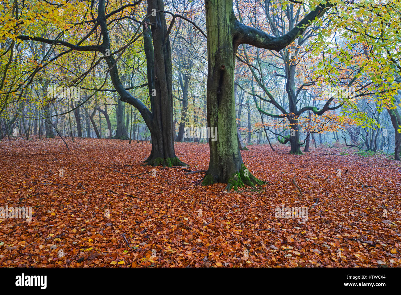 Autumn colour in Beech Woodland on misty day nr Holt North Norfolk Stock Photo