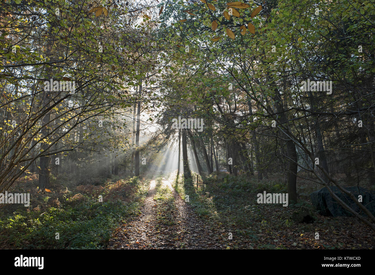 Sun bursting through on to track through woodland North Norfolk autumn Stock Photo