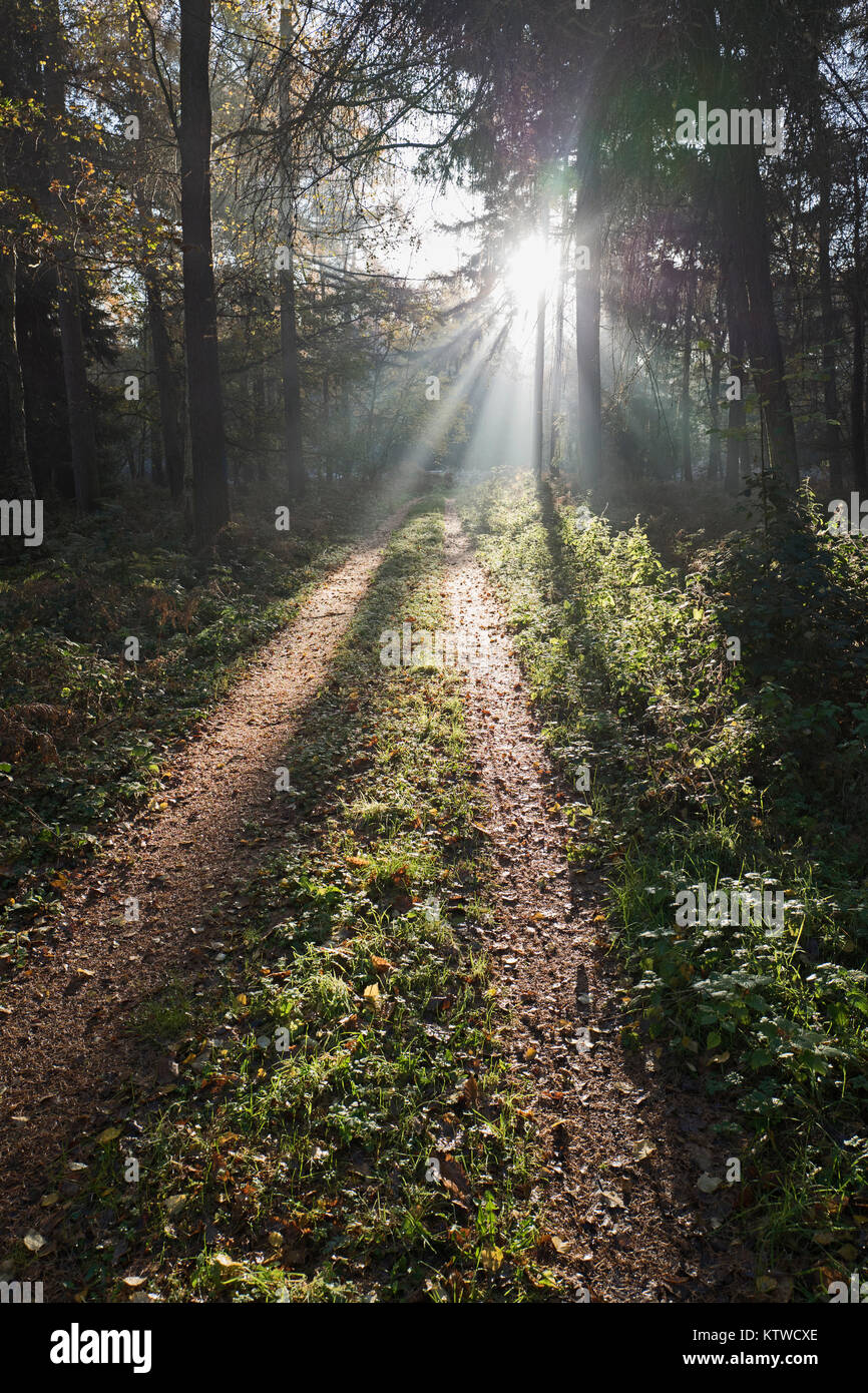 Sun bursting through on to track through woodland North Norfolk autumn Stock Photo