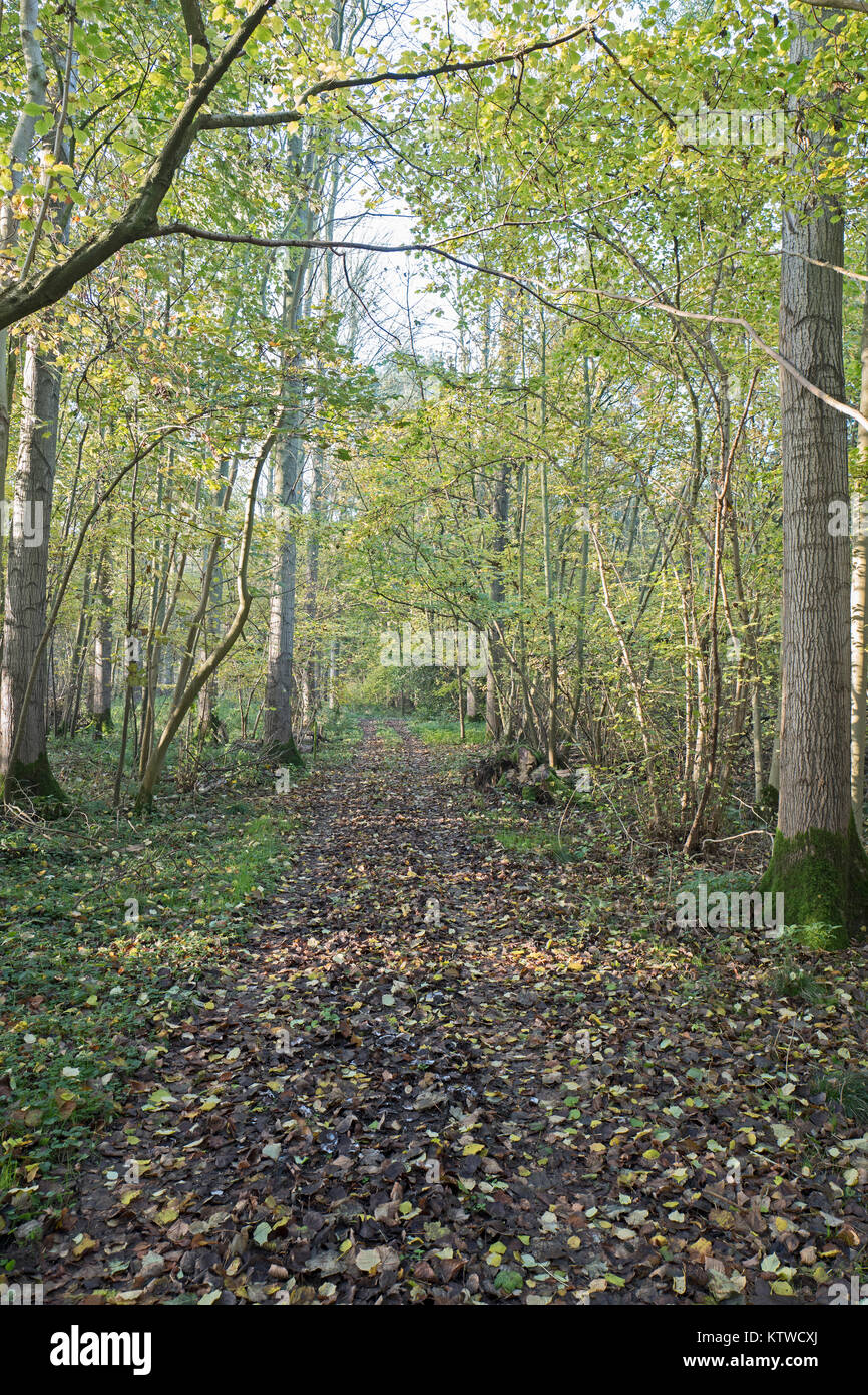 Woodland track through deciduous wood North Norfolk autumn Stock Photo