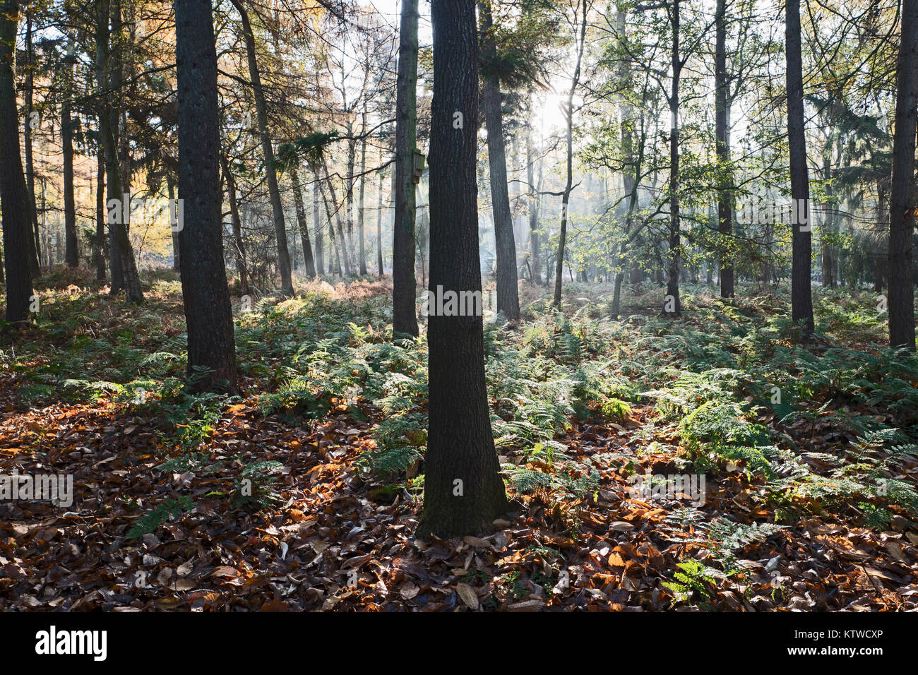 Coniferous woodland at dawn North Norfolk autumn Stock Photo