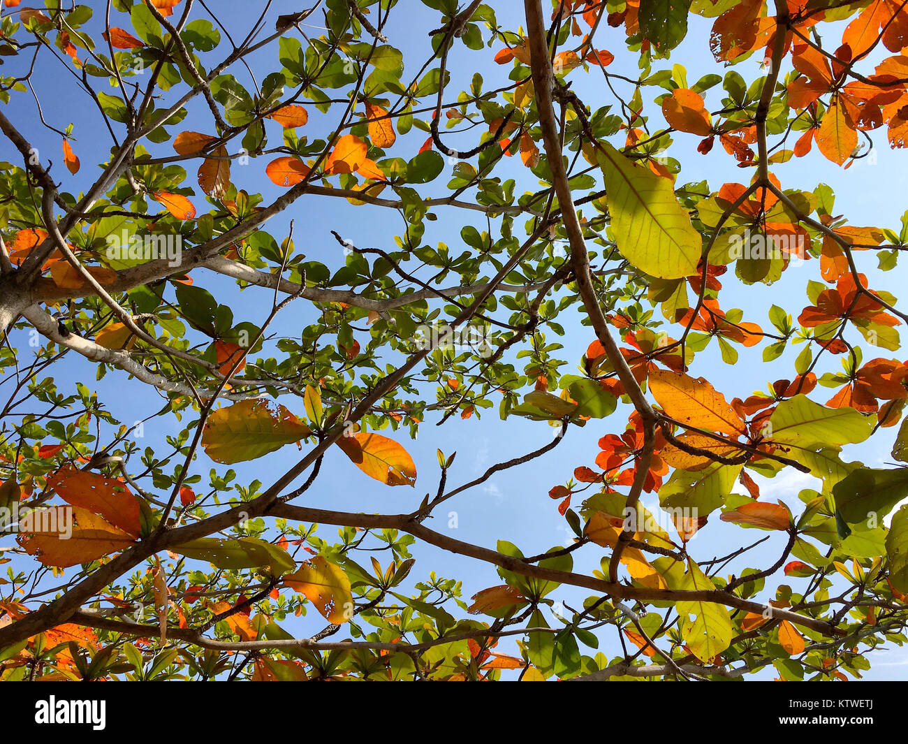 Orange Brown And Green Leaves And Branches With Blue Sky Background