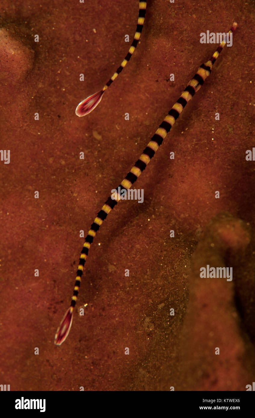 PAIR OF RINGED OR BANDED PIPEFISH (DORYRHAMPHUS DACTYLIOPHORUS) SWIMMING OVER PINK SOFT CORAL Stock Photo